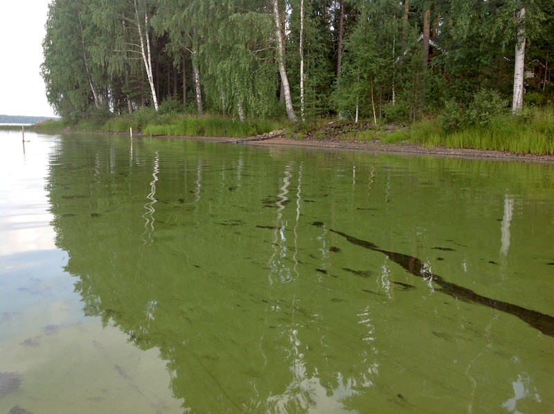 Kesän 2013 levämäärät ja muut järven tilaa heikentävät seikat olivat kansanliikkeen perustamisen lähtölaukaus. Kuva: Kuivasjärven kansanliikkeen kuva-arkisto, 2014.