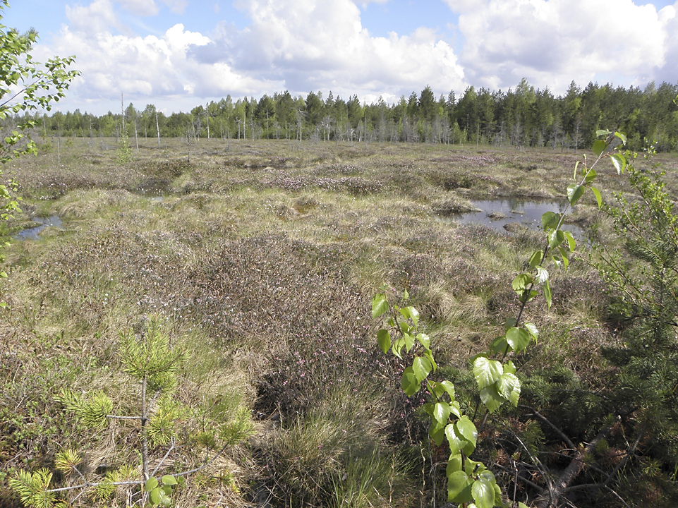 Pintavalutuskentät ja luontaiset kosteikot muodostavat vesiensuojelurakenteiden ytimen. Kuva: Hoitohanke, 2014.