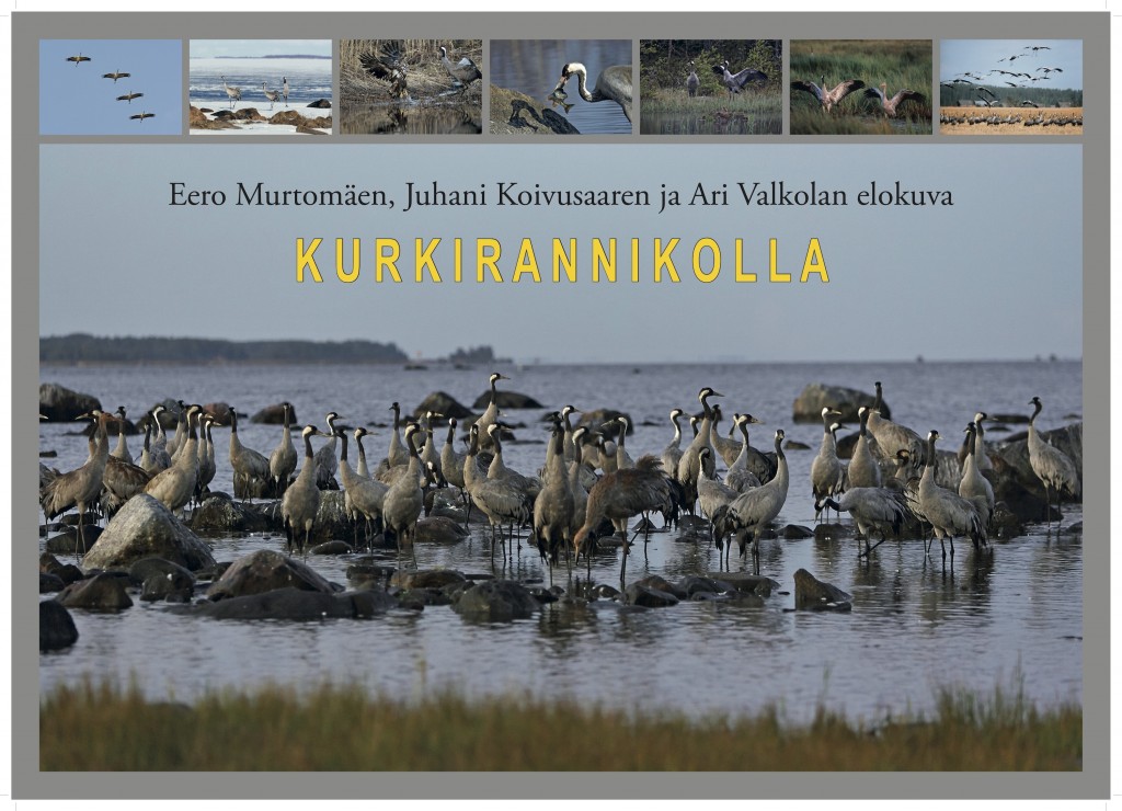 kurkirannikollajuliste