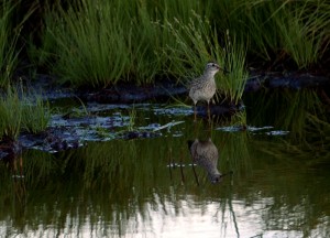 Wader lg pieni