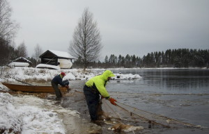 Siiannuottausta Koitajoella. Uhanalaisia lajeja voidaan tukea ennallistamistoimilla. Kuva: Helena Haakana
