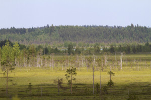 Suoluonnon ennallistamisella vastataan ilmastonmuutoksen haasteeseen.