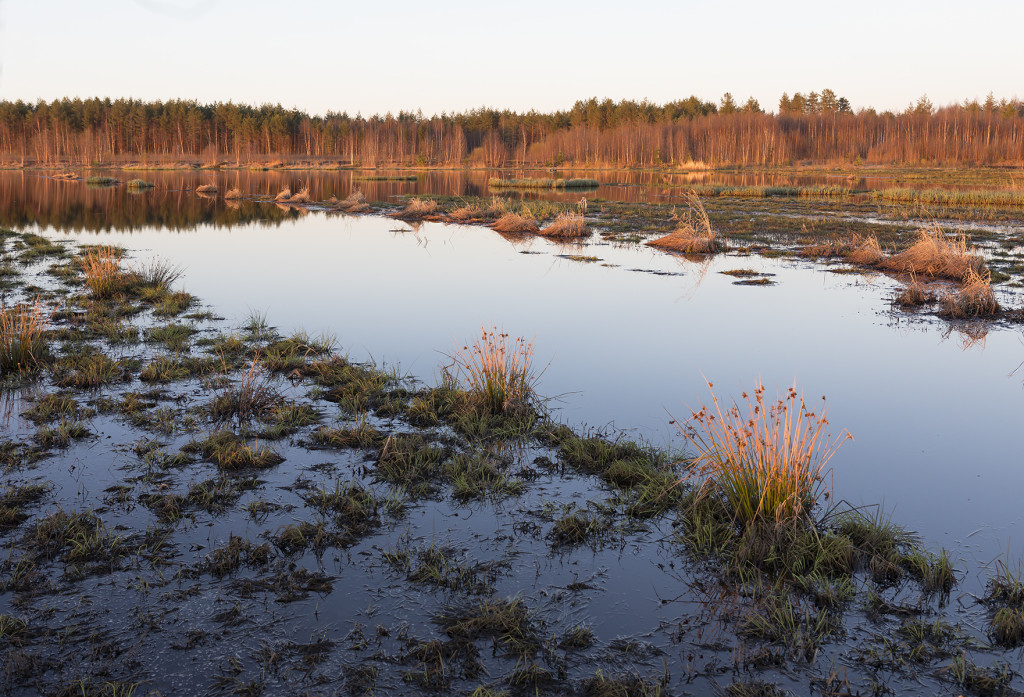Linnunsuo