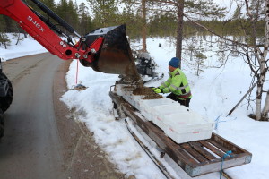 Juha Feodoroff valvoo soralastin onnistumista huhtkuussa.