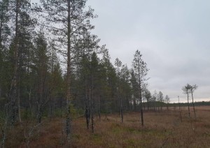 Keljonsuo