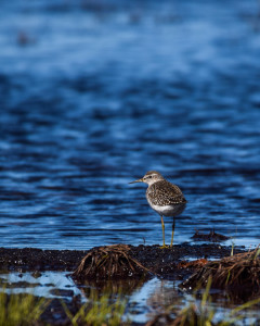 Liro Linnunsuolla. Antoine Scherer