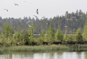 Salojennevan monitehokosteikko. Mika Honkalinna, 2019