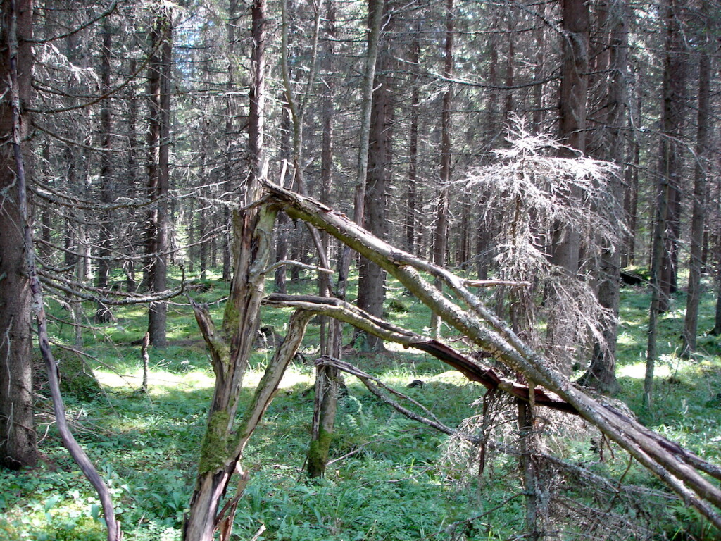 metsä