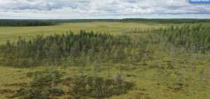 kuusikkosuo9