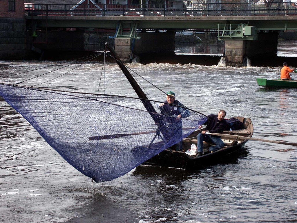 VIII23a norshåvning