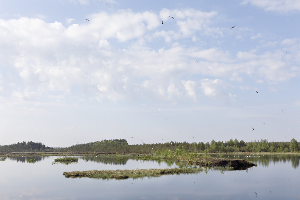 Salojennevan entinen turvekenttä. Mika Honkalinna, 2019