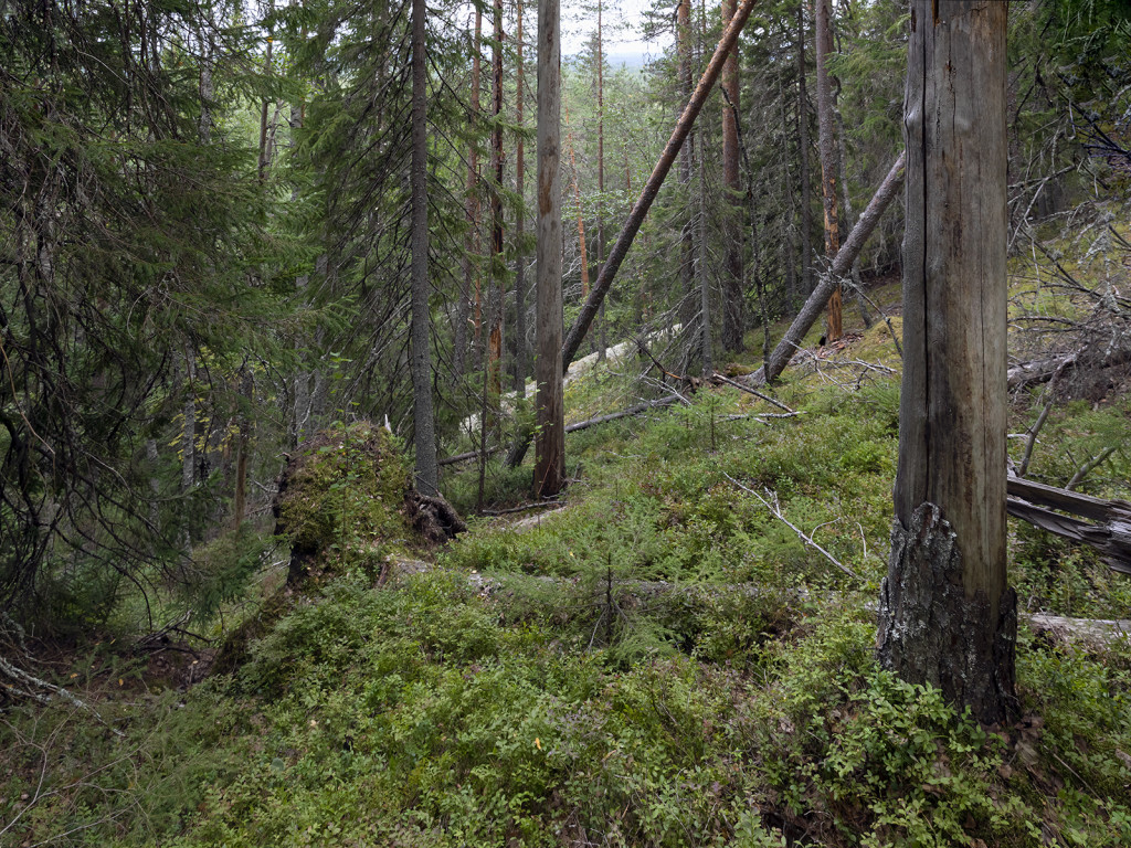Havukkakallion metsää.
