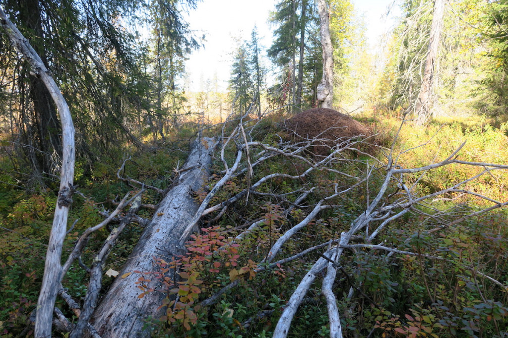 salla3