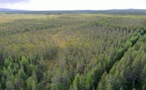 salla2
